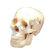 Labson Human Skull Model