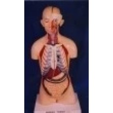 Human Torso With Head