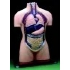 Human Torso Without Head