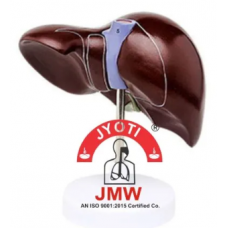 HUMAN LIVER MODEL