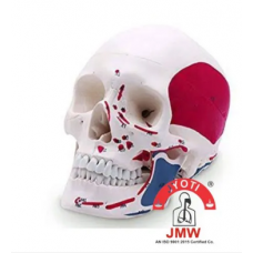 Human Skull Painted Model