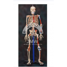 Human Skeleton Model