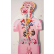 Human Endocrine Gland Model