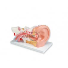 Human Ear Model