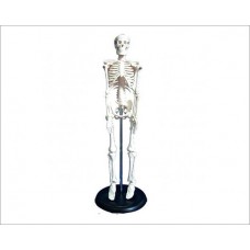 Kay Kay Human Skeleton Models