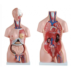 Human Torso Model