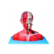 Head & Neck Anatomical Model