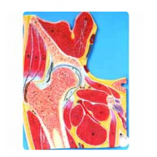 Hip Joint Section