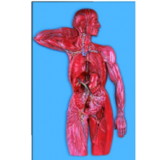 Lymphatic System