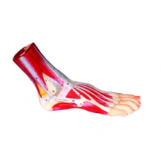Foot Anatomy
