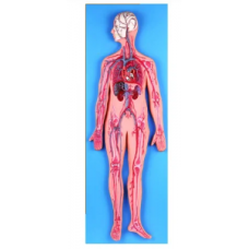 Circulatory System Model