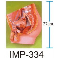Median Section