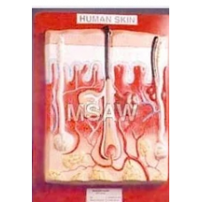 Human Skin