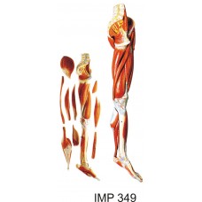 Muscles of the Leg