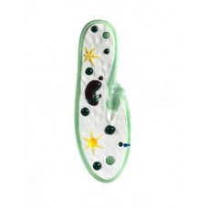Paramecium Model
