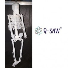 Plastic skeleton model