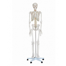 PVC Human Skeleton Model