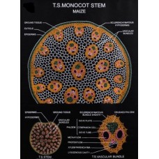 TS Monocot Stem Charts