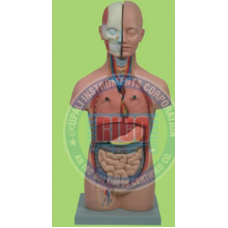 Human Torso With Head