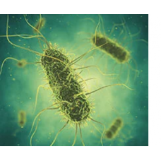 Bacterial Genomes