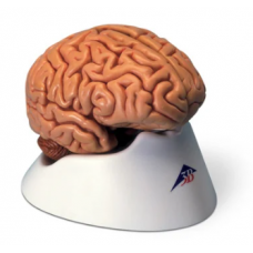 Classic Brain Model