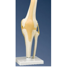 Functional Knee Joint Model