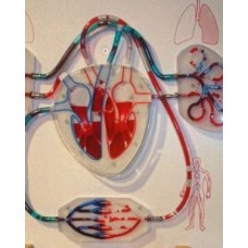 TD Working Heart Model