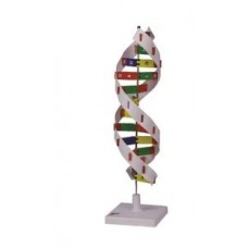 Dna Model Kit