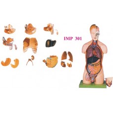 Torso with Head and Interchangeable Male and Female Genitals