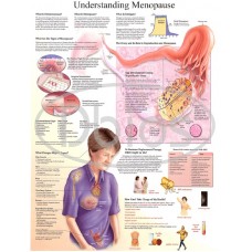 Understanding Menopause