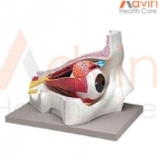   Human Eye With Orbit Model