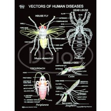 Vectors of Human Diseases Charts