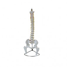 Verterbal Column Spine Model