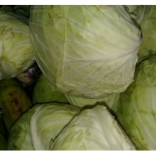Cabbage