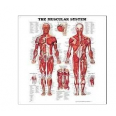 Human Anatomical Models