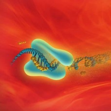 Maxima Reverse Transcriptases