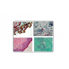 Image Analysis Software