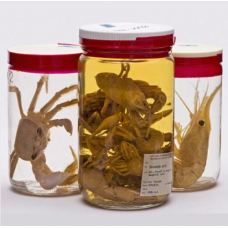 Zoology Museum Specimen in Jar