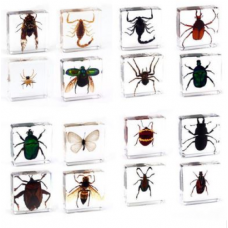 Zoology Plastic Embedded Specimen